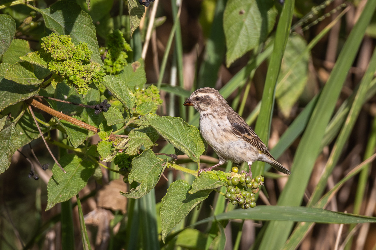 image Reichenow's Seedeater